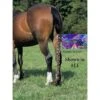 Jammies Three Piece Tail Wrap - Electric Waves 1 Jammies Three Piece Tail Wrap - Electric Waves -Equestrian Supplies Shop 400033 800 800
