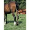 Jammies Three Piece Tail Wrap - Flower Power -Equestrian Supplies Shop 400034 800 800