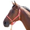 Shires Topaz Leather Breakaway Nylon Halter - Orange -Equestrian Supplies Shop 412026 800 800
