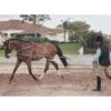 Pessoa Lunging System - Natural 1 Pessoa Lunging System - Natural -Equestrian Supplies Shop 437696 800 800
