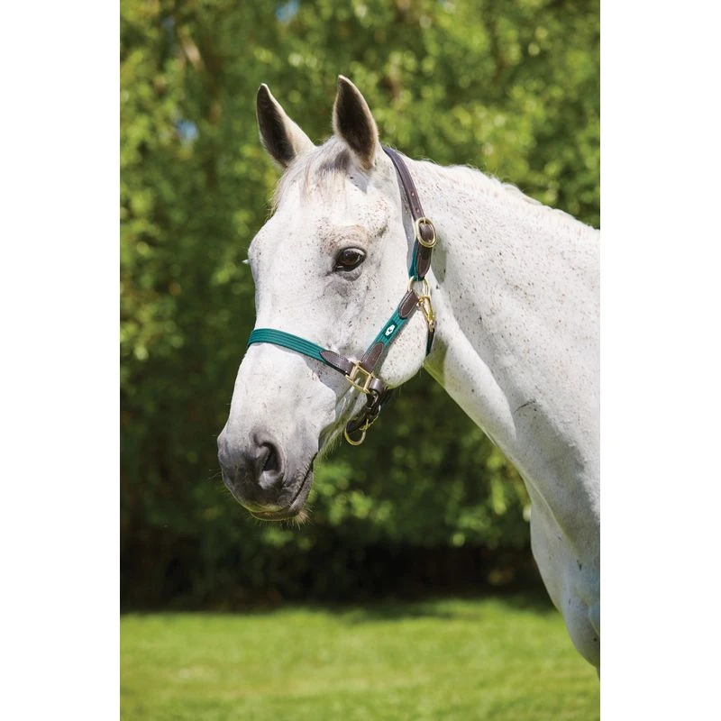 Kincade Leather Web Halter - Hunter 3 Kincade Leather Web Halter - Hunter