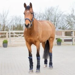 Horze Front Stable Boots Pro - Black 8 Horze Front Stable Boots Pro - Black -Equestrian Supplies Shop 454219 800 800