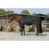 Kensington Signature Medium Weight Turnout - Black -Equestrian Supplies Shop 480634 800 800