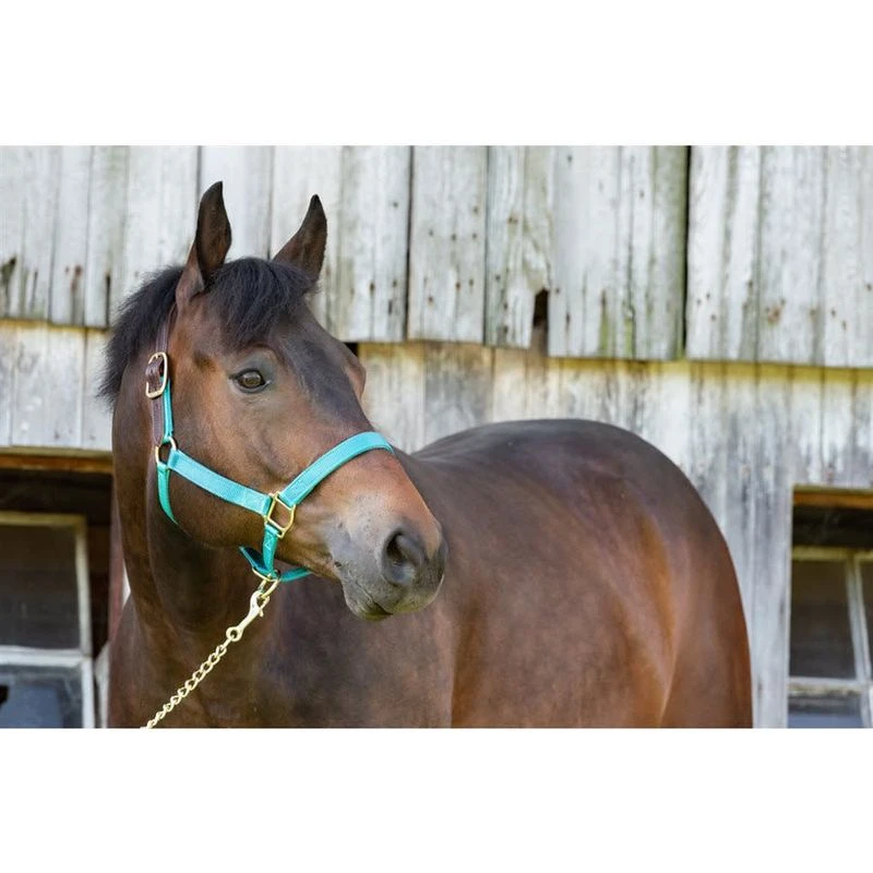 Perri's Nylon Safety Halter - Hunter Green 4 Perri's Nylon Safety Halter - Hunter Green - Image 2