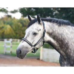 Perri's Silver Bling Padded Leather Halter - Black -Equestrian Supplies Shop 503197 800 800