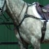 Collegiate Essential 5-Point Breastplate - Brown -Equestrian Supplies Shop 536075 800 800