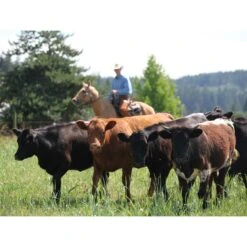 Toklat RanchBoss Western Fleece Cinch - Brown -Equestrian Supplies Shop 547719 800 800