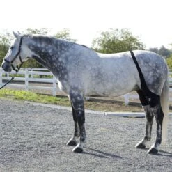 Ice Horse Stifle Wrap - Black -Equestrian Supplies Shop 632119 800 800