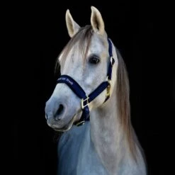Back On Track Werano Halter - Blue -Equestrian Supplies Shop 669481 800 800