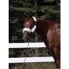 WoolBack Four Piece Halter Cover - Natural -Equestrian Supplies Shop 675041 800 800