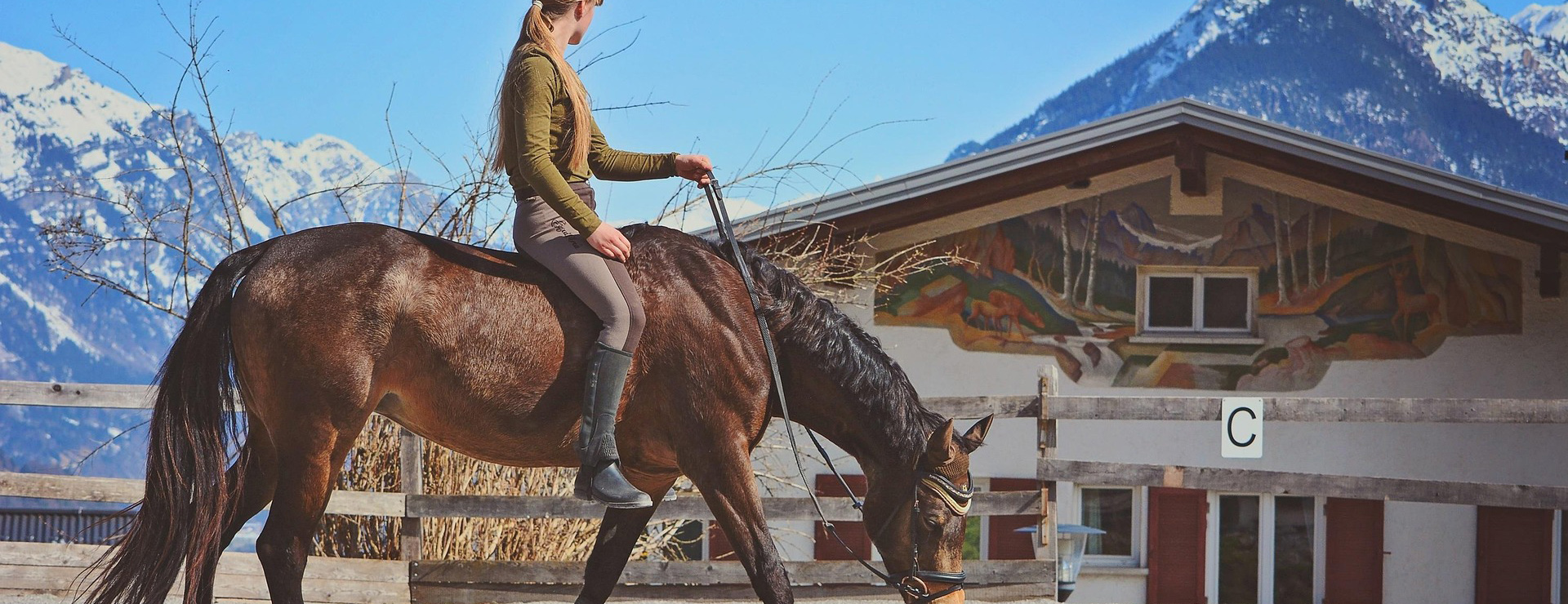 Equestrian Supplies Shop -Equestrian Supplies Shop horse 6134109 1920