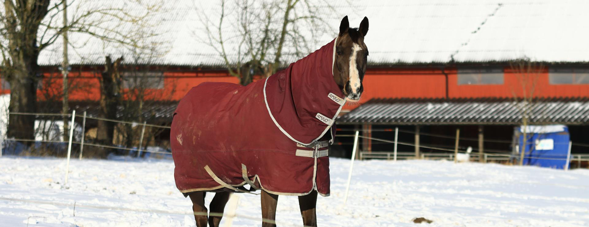 Equestrian Supplies Shop -Equestrian Supplies Shop pexels efrem efre 2786187 13084999